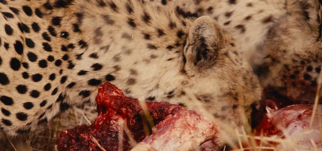 Cheetah feeds on fresh meat in the savannah
