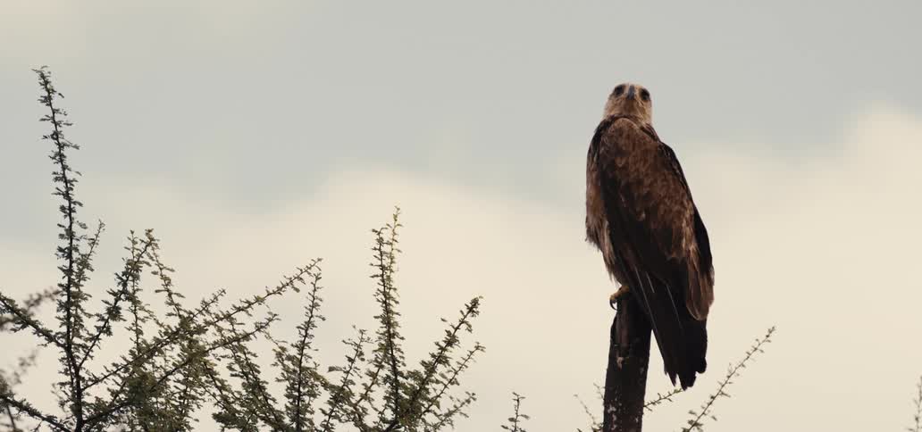 A large brown eagle with lighter feathers on its neck and head is perched on a tall broken tree trunk with its talons gripping the wood as it looks forward against a pale cloudy sky