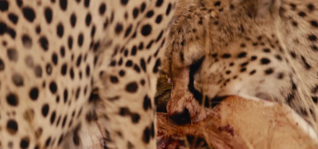 A close view shows the heads of two cheetahs eating from a large bloody piece of meat on the ground