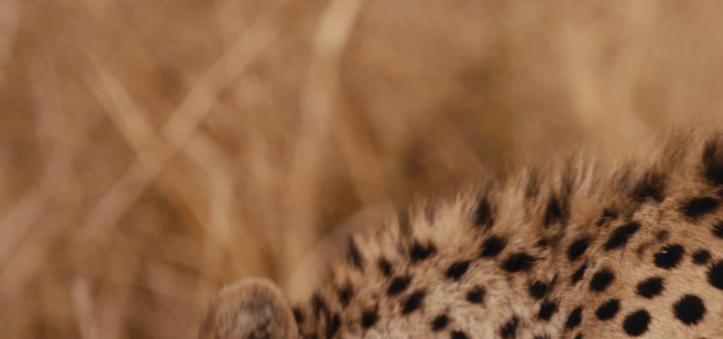 The cheetahs are feeding on a carcass