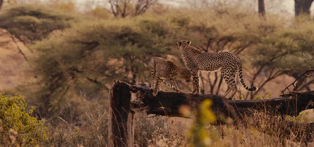 Two cheetahs stay alert on a fallen tree in the savanna