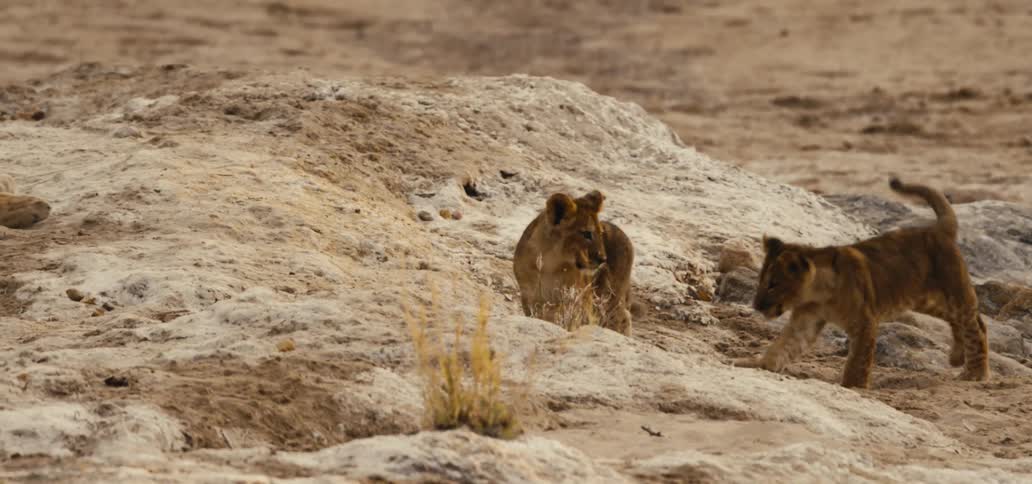 Two lion cubs play together on sandy ground