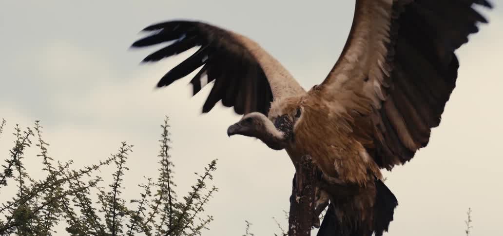 Eagle perched on branch with wings spread