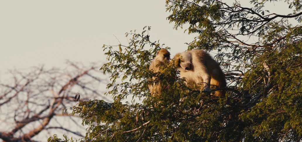 A couple baboons in a tree