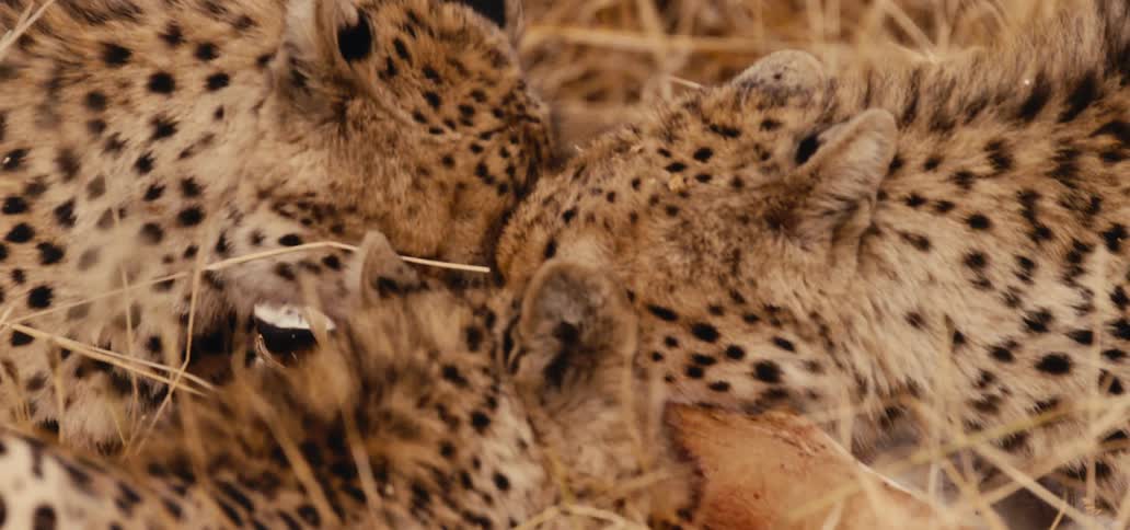 Cheetahs feed together on prey in the savanna