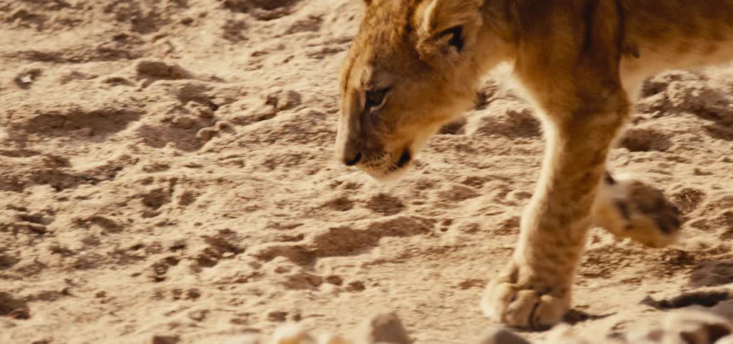 The lion cub is walking in the sand