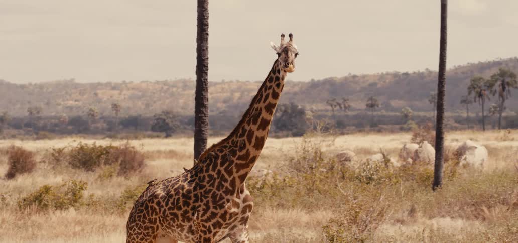 Giraffe casually walking on a field as birds hitch a ride on its back