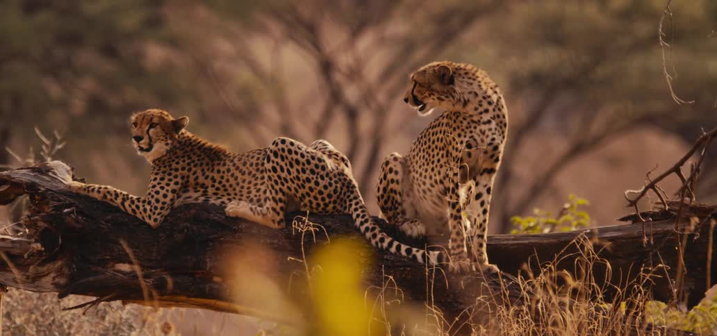 Two cheetahs are relaxing on a large fallen log in a field one cheetah is lying down while the other is sitting up and looking at the first one