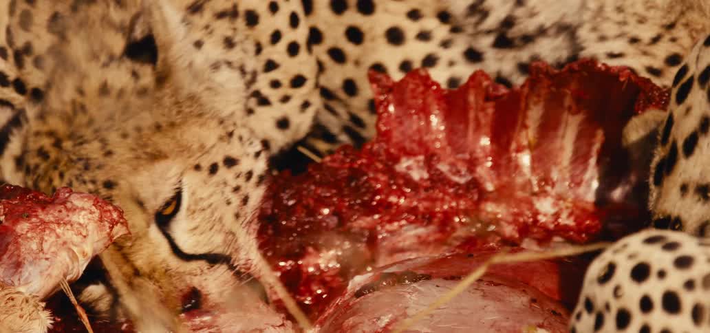 A voracious cheetah takes several bites of an animal carcass