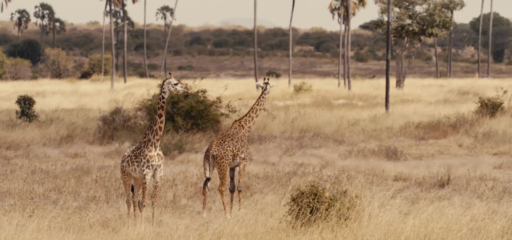Two giraffes are standing side by side in a field of dry yellow grass with some green brush with palm trees in the background under a pale sky