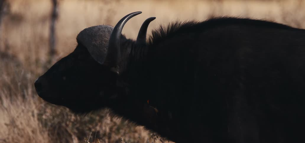 A bison with long curved horns stands in the safari jungle at midday