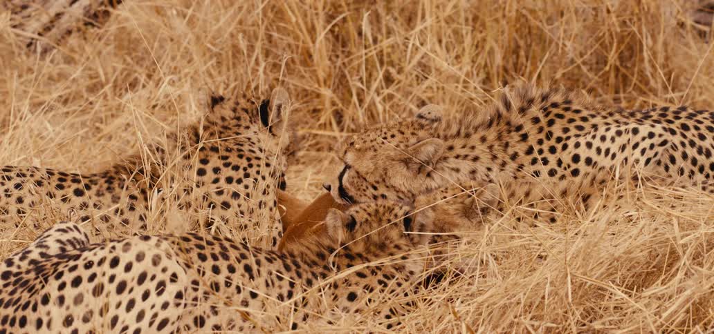 Cheetahs share a kill while surrounded by the golden grass in a field during the daytime
