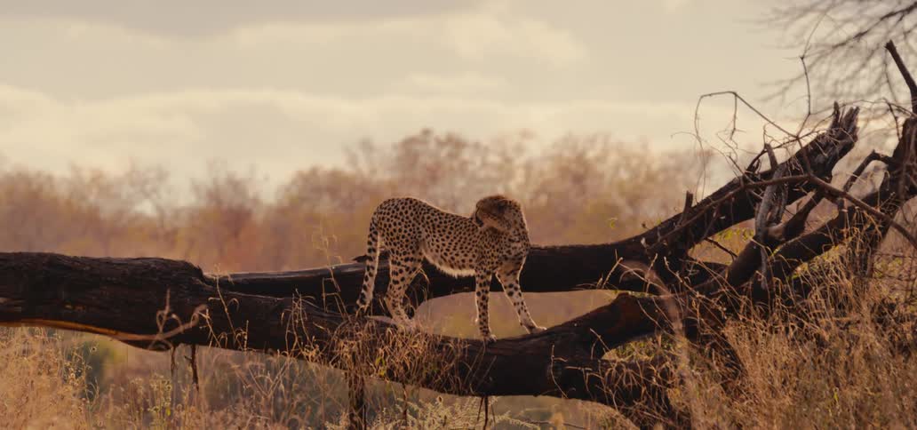 Cheetah standing on a fallen tree trunk watching the surrounding savanna