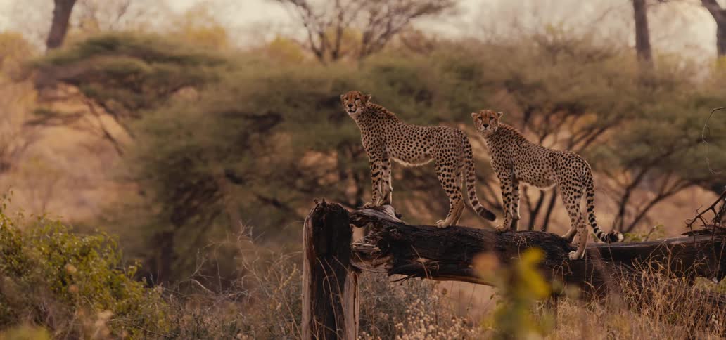 Two cheetahs stand alert on a fallen tree in the savanna