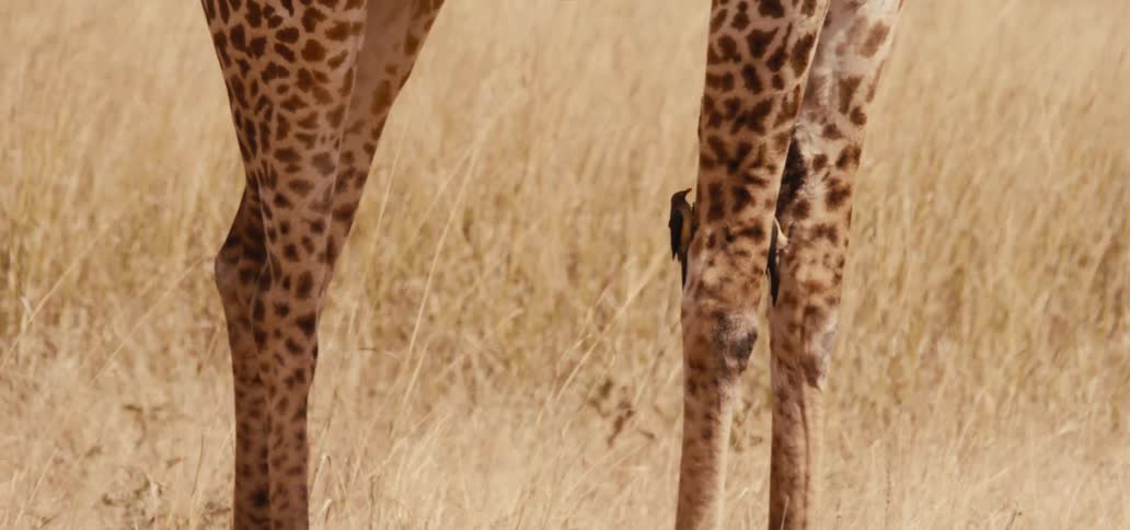 The giraffe walks through the grass