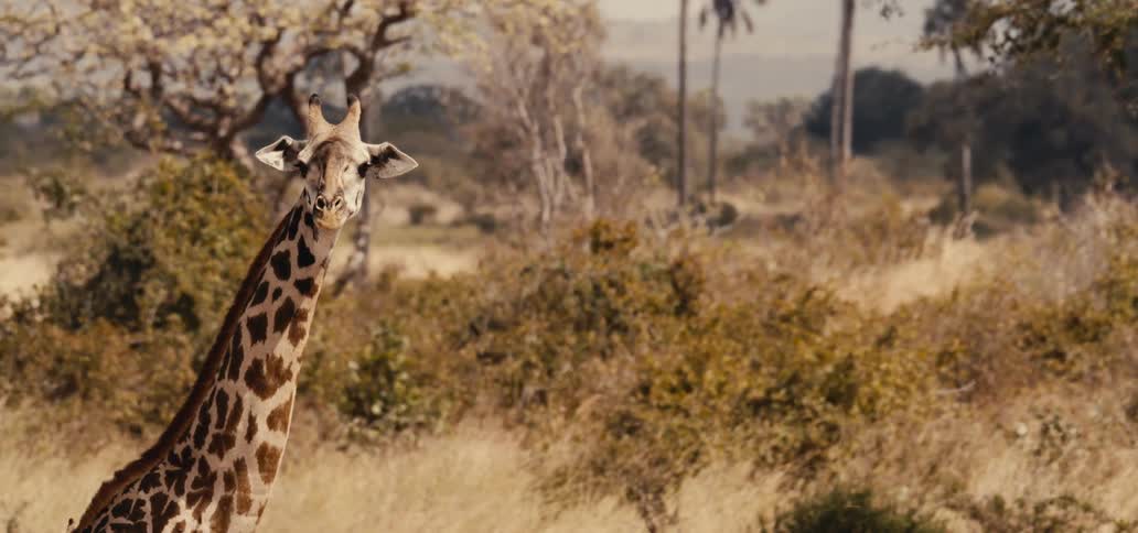 A giraffe turns to look at the camera