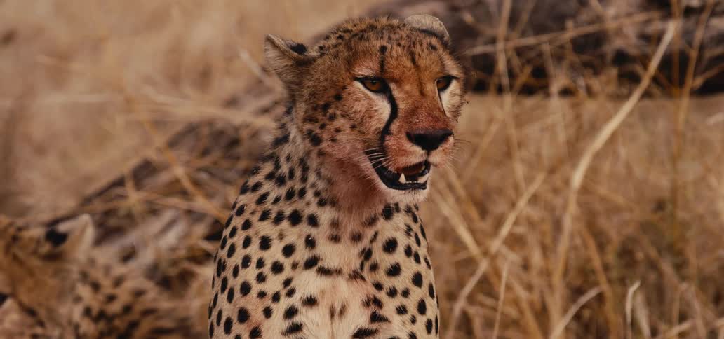 In a slowmotion closeup a cheetah with a bloodstained mouth pants in the tall savanna grass before turning to stare directly at the camera