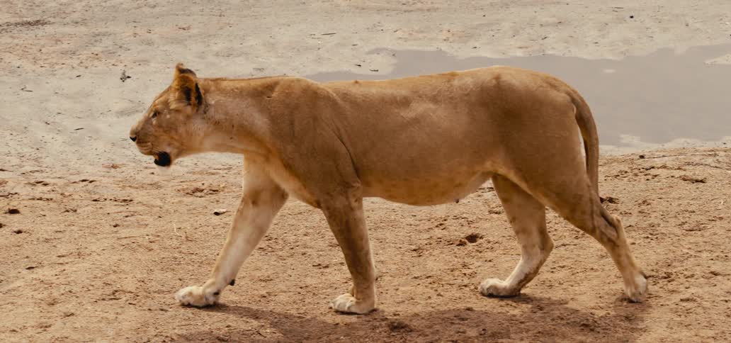 The lion walks past the small pond