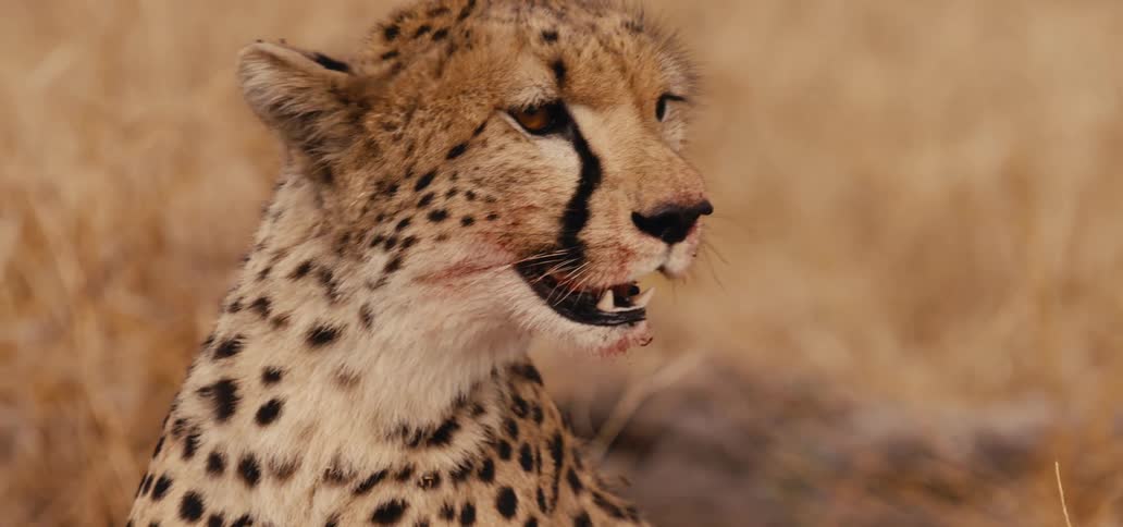 Cheetah looks around and moves its ears when a fly lands