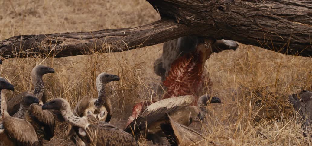 Hyena and vultures feed on remains on the dry savanna ground