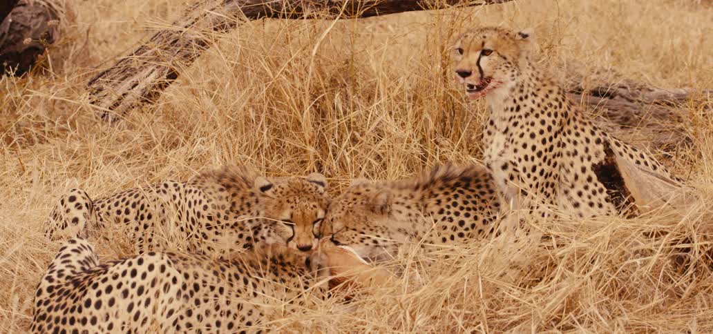 Three leopards eat from an animal carcass while a fourth leopard stands watch