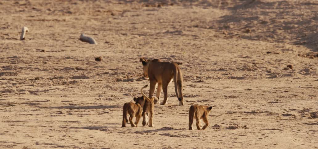 A mother lion and her three cubs walk across a dry sandy field with the mother walking away from the camera and the cubs following close behind her