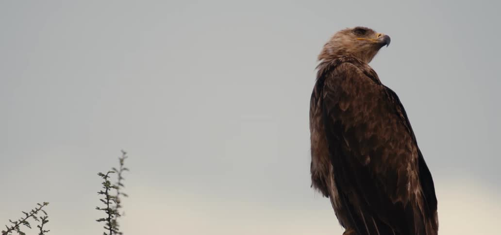 A majestic eagle with brown feathers is seen in a closeup shot the eagle is perched and looking around at the horizon