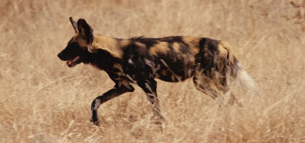 An african wild dog with a mottled tan black and white coat moves through tall dry grass