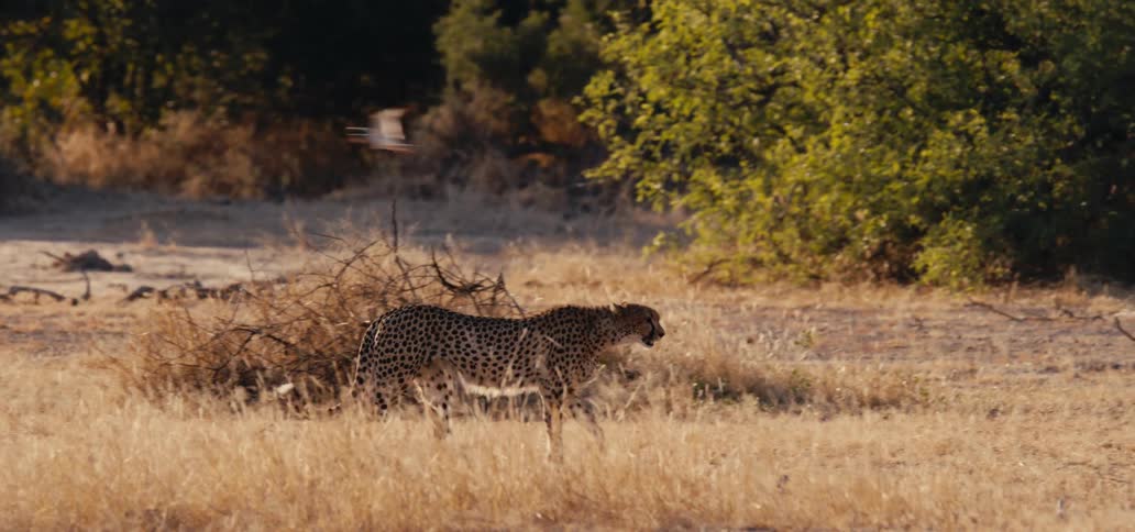 A cheetah prowls the field