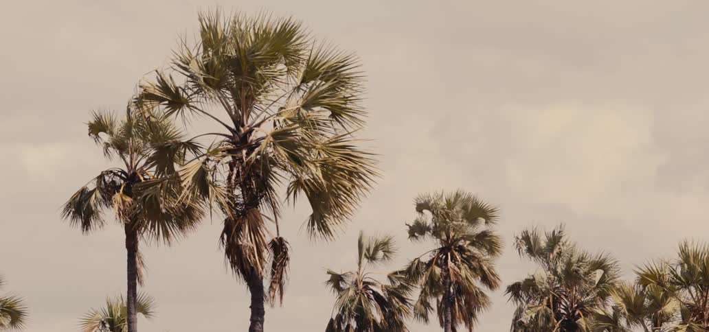 Wind blows palm trees as a bird flies across the cloudy sky