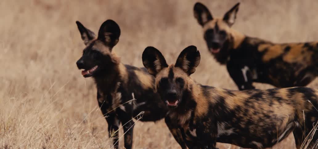 Pack of african wild dogs standing in dry grass alert and looking into the distance