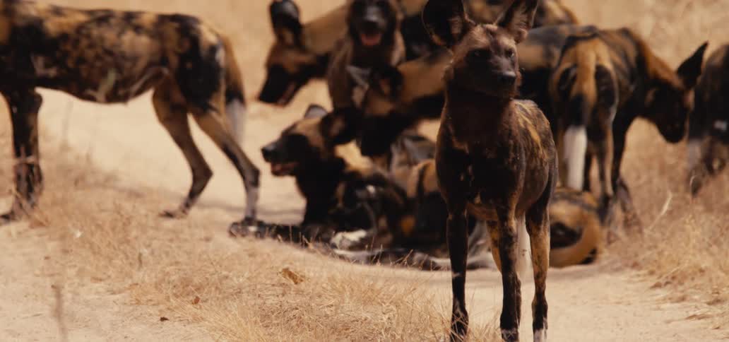 A pack of african wild dogs stands on dirt path in grasslands