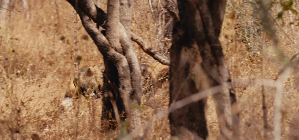 African wild dog walking through the dry savanna vegetation