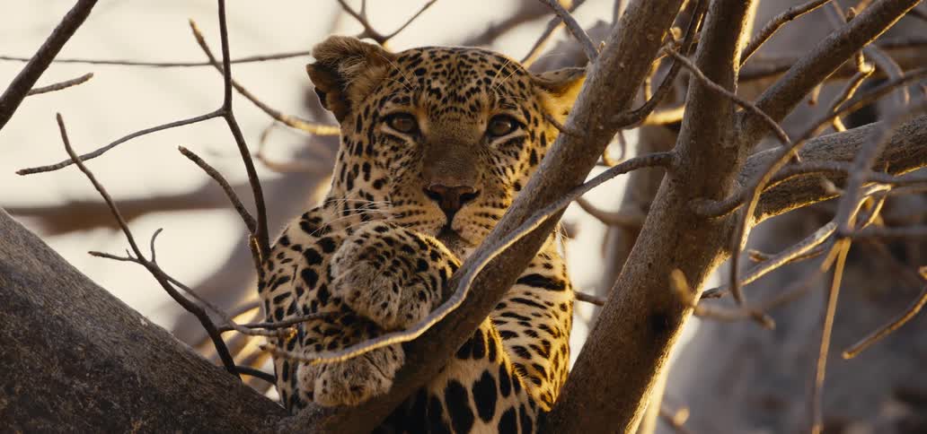A tiger sits still on a tree branch in the safari at midday