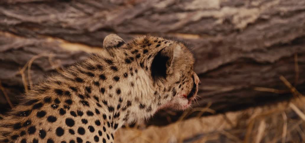 Cheetah looks around and moves its ears