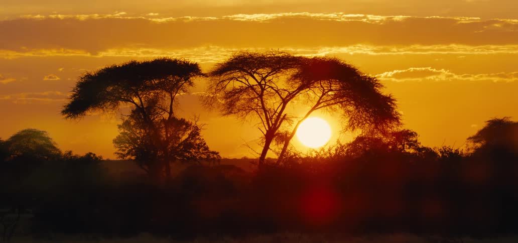 Sun sets behind trees on the horizon of the african savanna