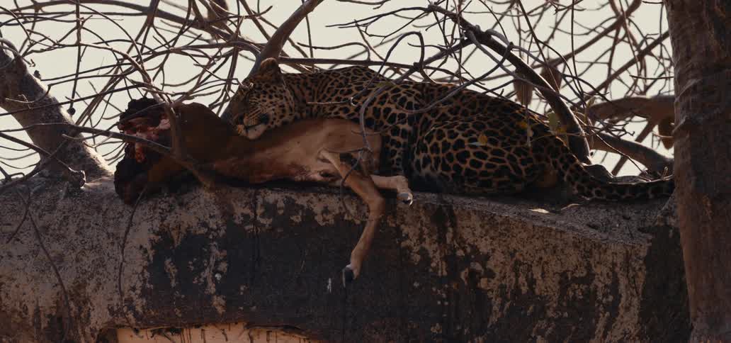 A jaguar is laying its head on an animal it has killed
