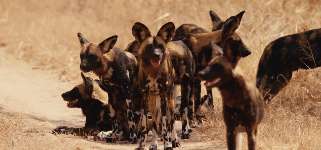 A pack of wild dogs rests in the dry grasslands