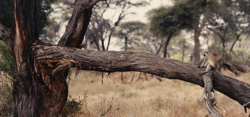 A small monkey in a savanna sitting on a partially broken tree trunk