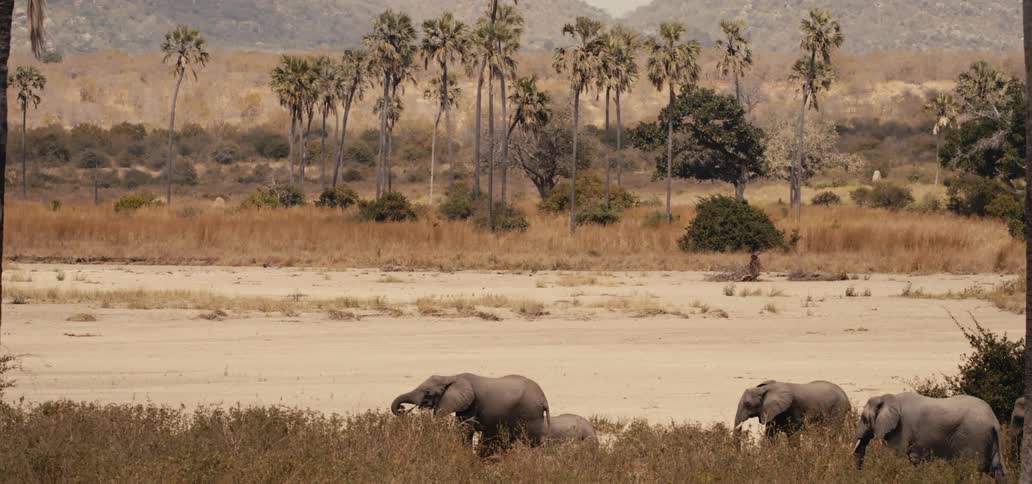 A herd of elephants walks across a dry plain with palm trees in the background