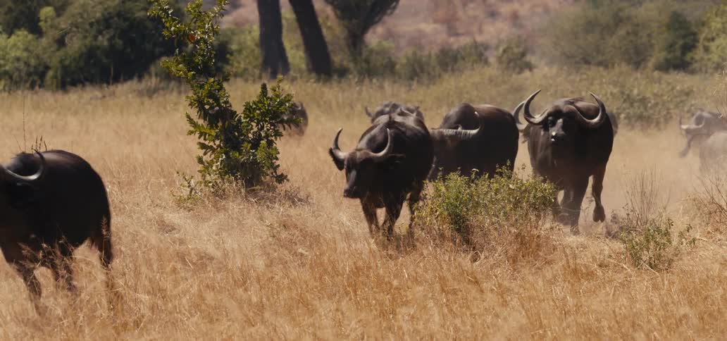 Buffalos walking through the savanna among dry vegetation