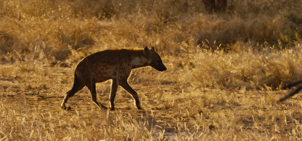 Timid hyena walking across a field in the wild