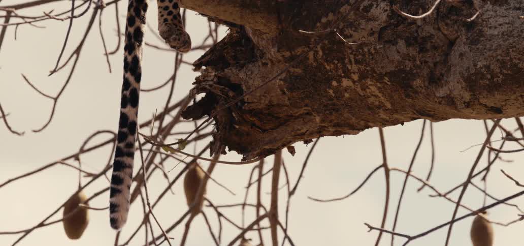 The video shows the spotted tail and leg of a leopard hanging down from a tree the leopards coat has a distinct rosette pattern