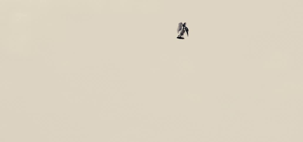 A white and dark colored bird with a crest on its head is seen in midair against a pale sky with its wings flapping as it dives downward before splashing into a body of water in the final moment