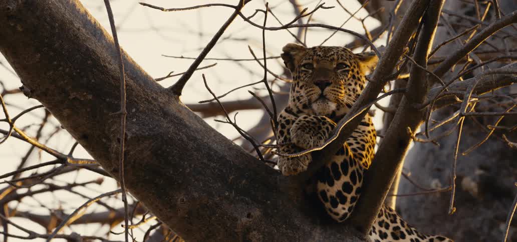 Cheetah quietly hanging out in a tree ready to pounce
