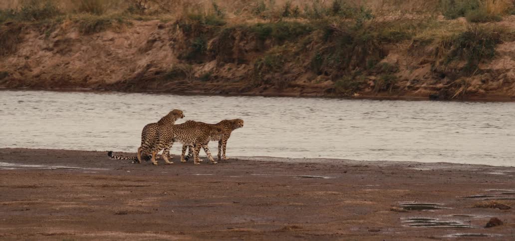 Three cheetahs stand on the muddy bank of a wide river looking towards the water