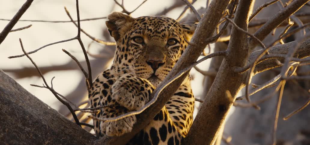 The leopard is perched up on the tree branch