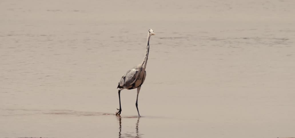 A tall grey heron takes slow deliberate steps as it wades through the calm shallow water of a lake or river
