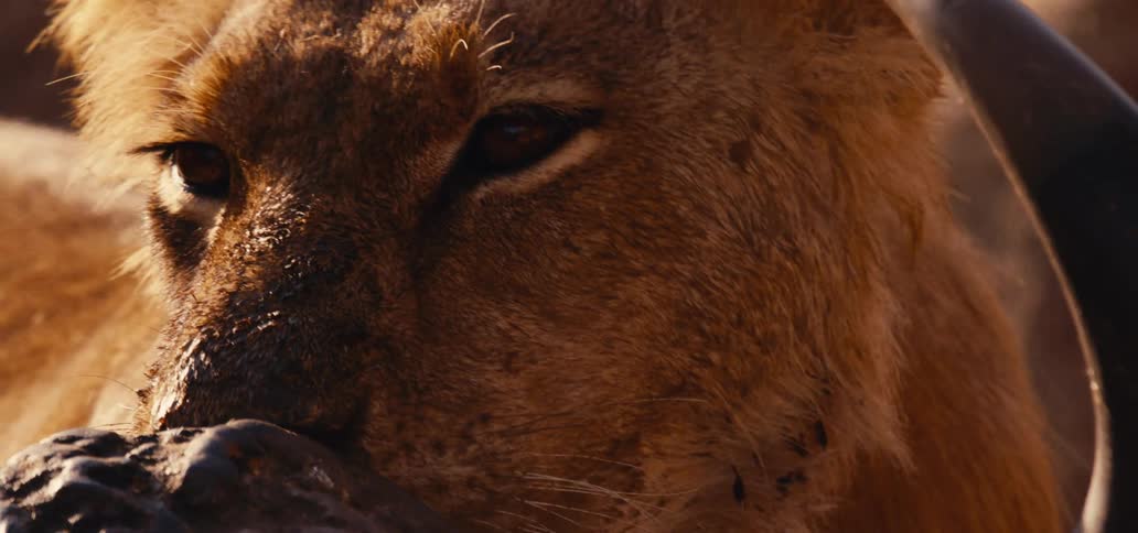 A close view of a lions face and mane shows the animal looking toward the left with its eyes half closed its muzzle caked with dirt and its whiskers and fur backlit by bright light feeding from a carcass