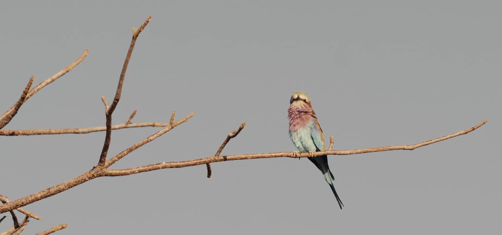 A small colorful bird with a light blue head and chest and a purple underside is perched on a bare light colored tree branch against a pale neutral sky looking to the left
